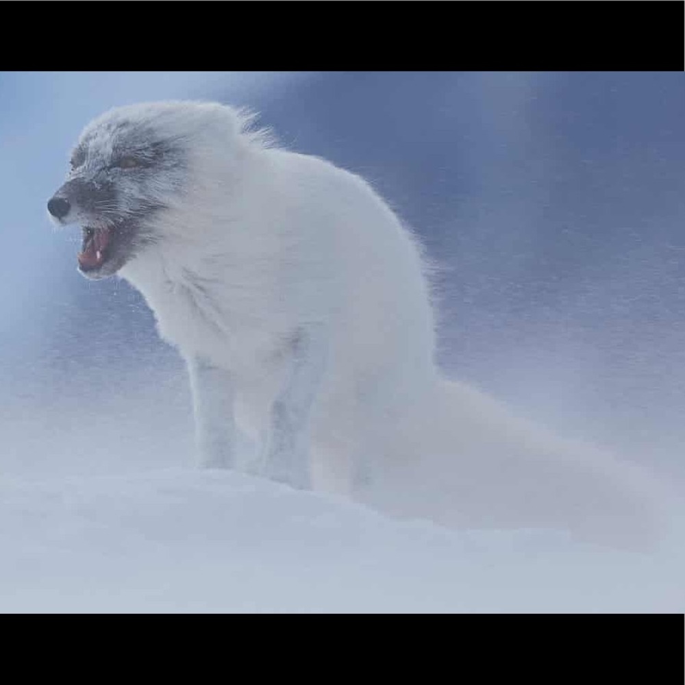 Meet your Posher, GT